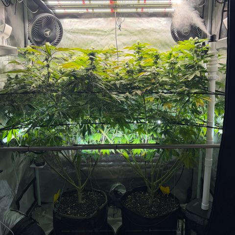 T-PM growlog photo: Day 86