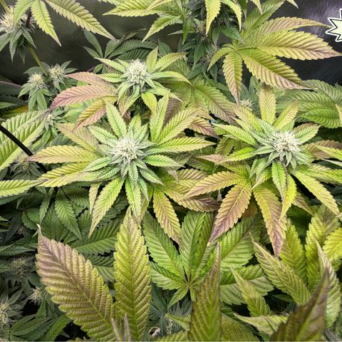 T-PM growlog photo: Day 86
