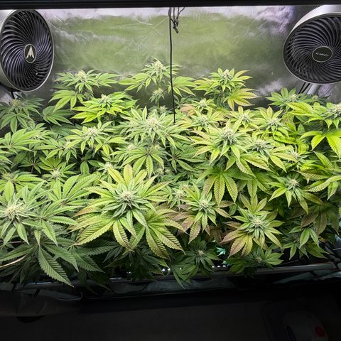 T-PM growlog photo: Day 86
