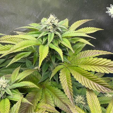 T-PM growlog photo: Day 86