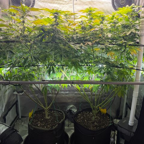 T-PM growlog photo: Day 86