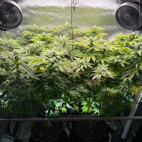 T-PM growlog photo: Day 86