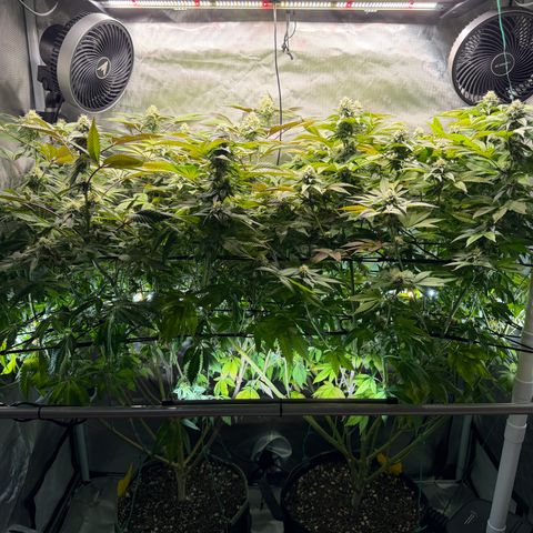 T-PM growlog photo: Day 91