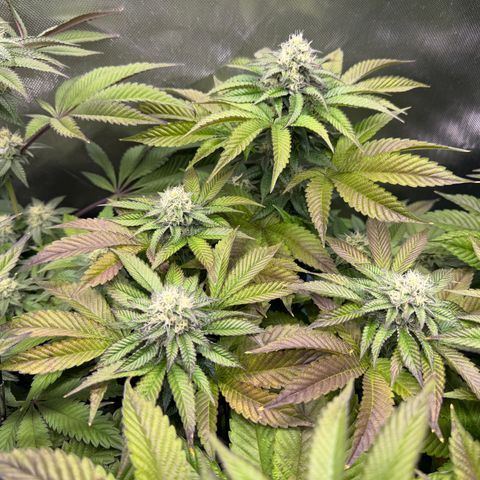 T-PM growlog photo: Day 91
