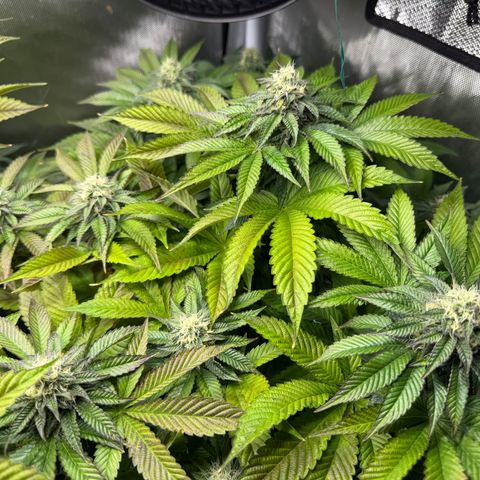 T-PM growlog photo: Day 91