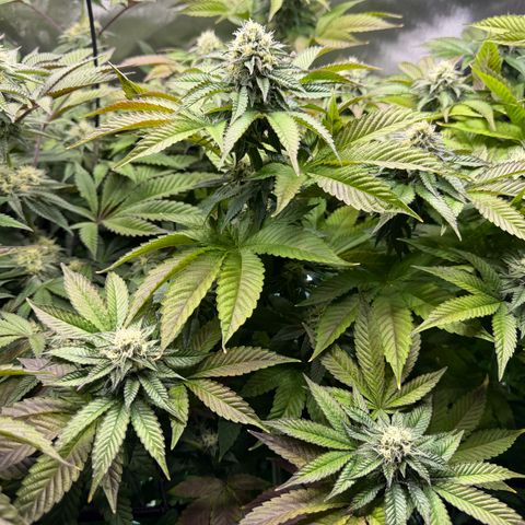 T-PM growlog photo: Day 91