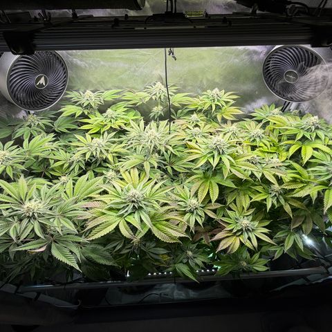 T-PM growlog photo: Day 91
