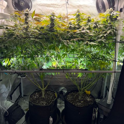 T-PM growlog photo: Day 100