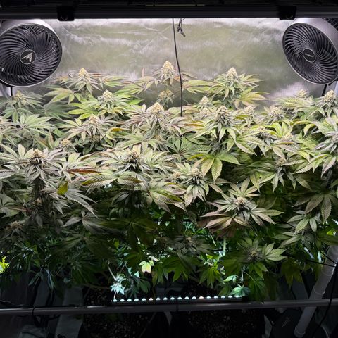T-PM growlog photo: Day 100