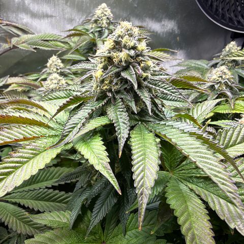 T-PM growlog photo: Day 100