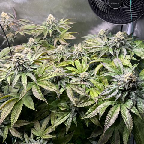 T-PM growlog photo: Day 100