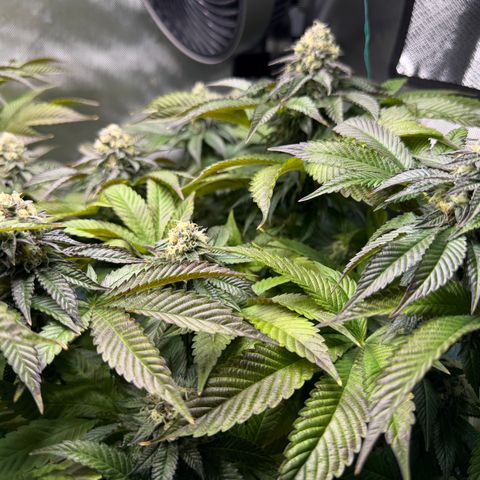 T-PM growlog photo: Day 100