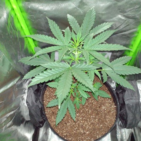 Bainillascay  growlog photo: Primera vez que cultivo 😅