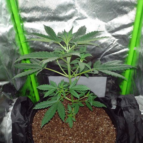Bainillascay  growlog photo: Primera vez que cultivo 😅