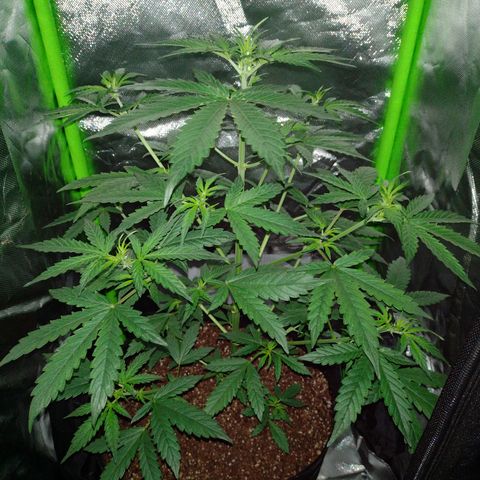 Bainillascay  growlog timeline photo