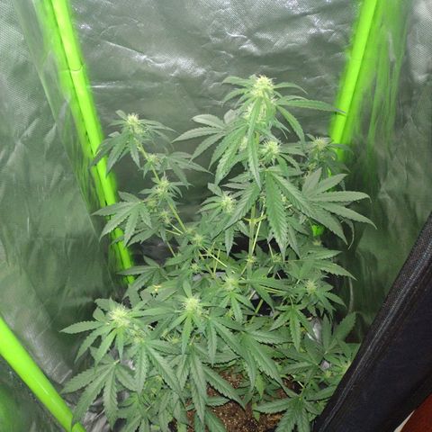 Bainillascay  growlog timeline photo