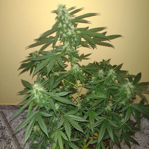 Bainillascay  growlog timeline photo