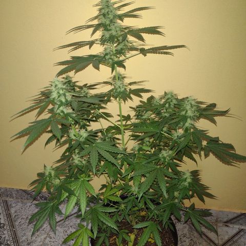 Bainillascay  growlog timeline photo