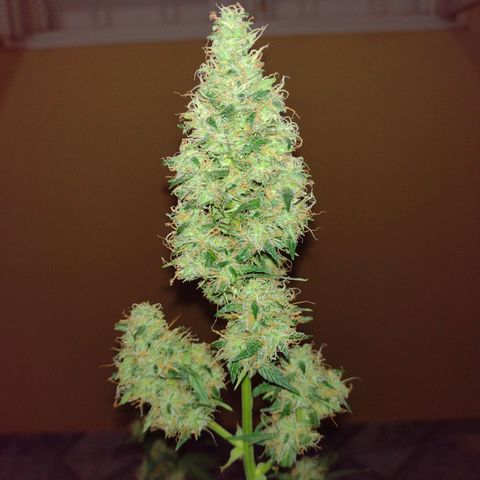 Bainillascay  growlog timeline photo