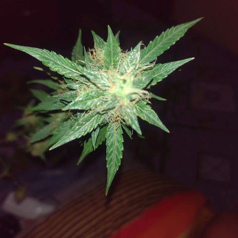 Bainillascay  growlog timeline photo