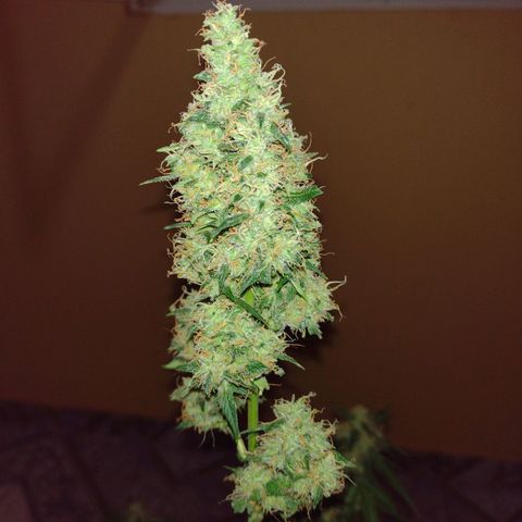 Bainillascay  growlog timeline photo