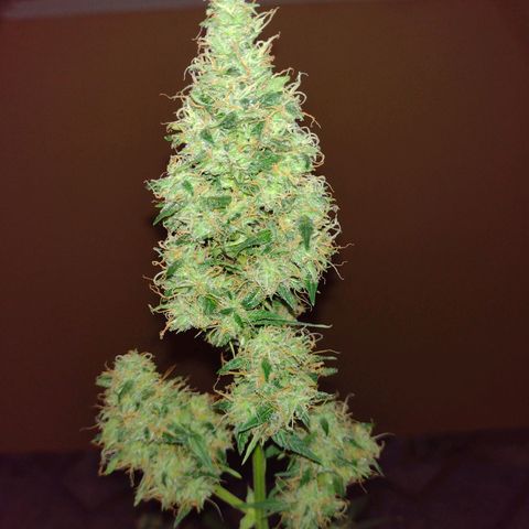 Bainillascay  growlog timeline photo