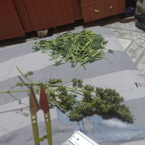 Bainillascay  growlog timeline photo