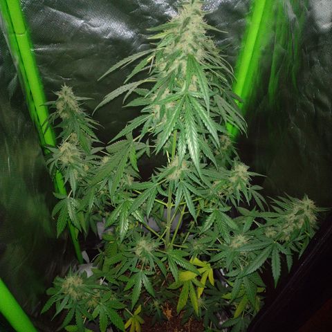 Bainillascay  growlog timeline photo