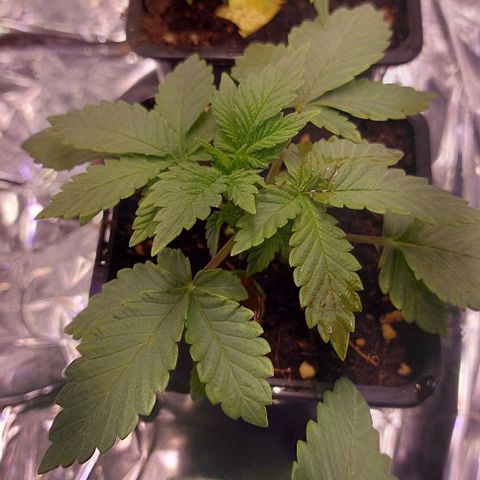 Choki growlog timeline photo