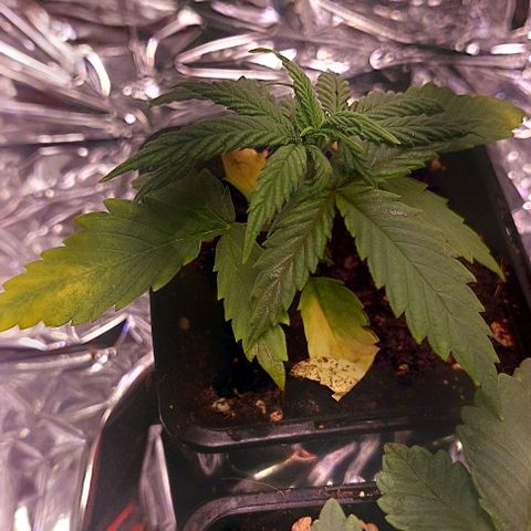 Berry growlog timeline photo