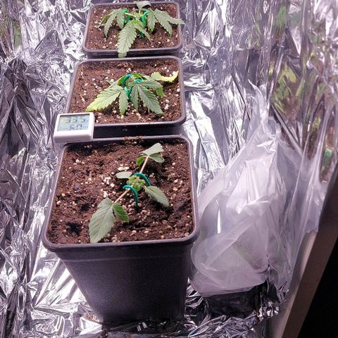 Choki growlog timeline photo