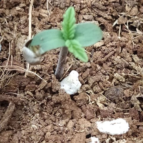 Satalles growlog timeline photo