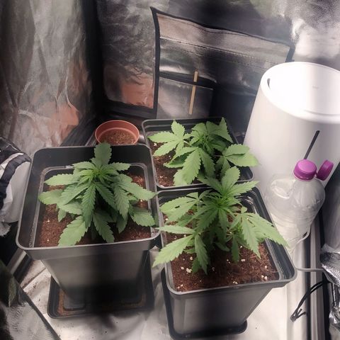 Satalles growlog timeline photo