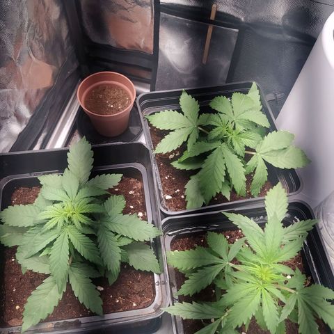 Satalles growlog timeline photo