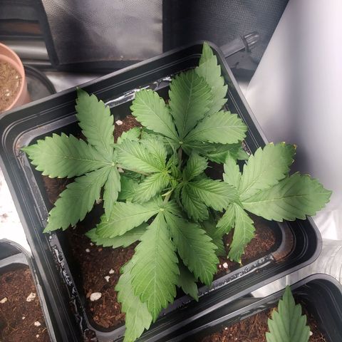 Satalles growlog timeline photo