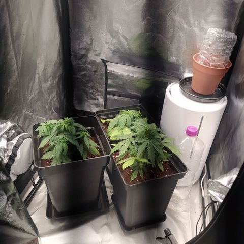 Satalles growlog timeline photo