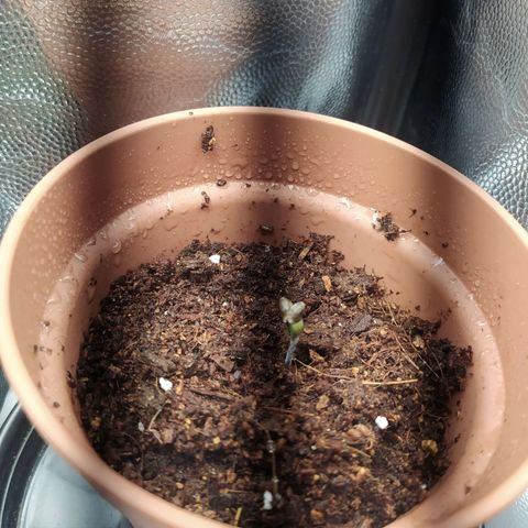 Purple bud growlog timeline photo