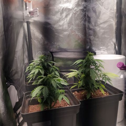 Satalles growlog timeline photo