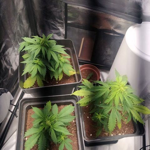Satalles growlog timeline photo
