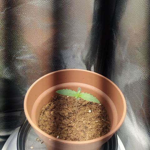 Purple bud growlog timeline photo