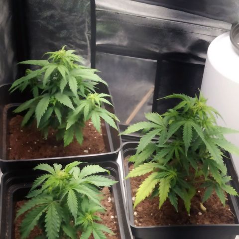 Satalles growlog timeline photo