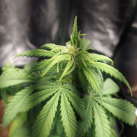 Satalles growlog timeline photo