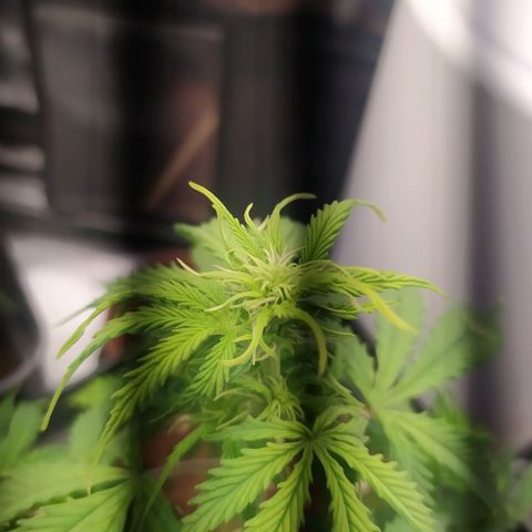 Satalles growlog timeline photo