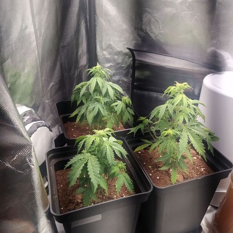 Satalles growlog timeline photo