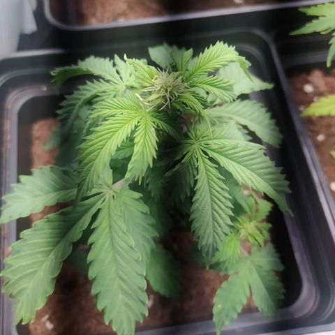 Satalles growlog timeline photo