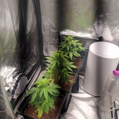 Satalles growlog timeline photo