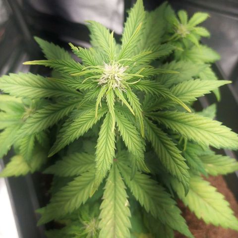 Satalles growlog timeline photo