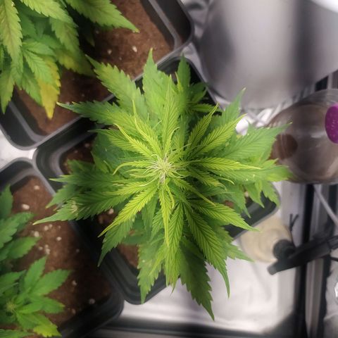 Satalles growlog timeline photo