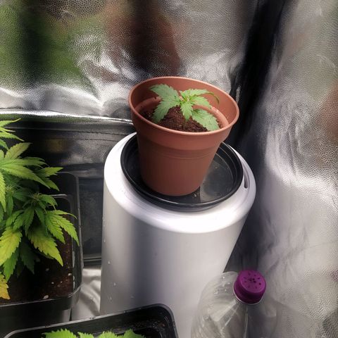 Purple bud growlog timeline photo