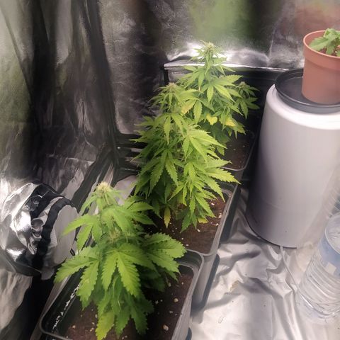 Satalles growlog timeline photo